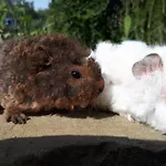 Apartma Marisol * إيزولا