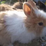 Apartma Marisol شقة إيزولا