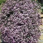 Apartma Marisol إيزولا