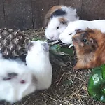 Apartma Marisol شقة *