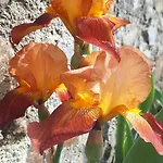 Apartma Marisol شقة إيزولا