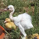 Apartma Marisol شقة إيزولا