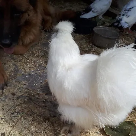 Apartma Marisol Daire *