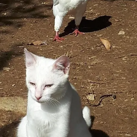 Apartma Marisol 아파트