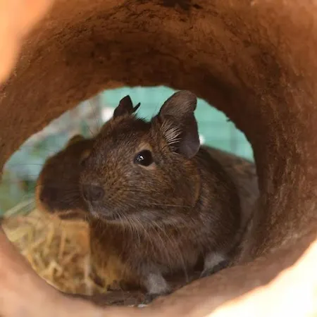 아파트 Apartma Marisol 이졸라