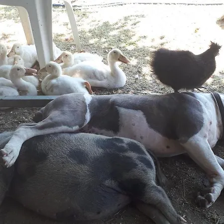 Apartma Marisol * Izola