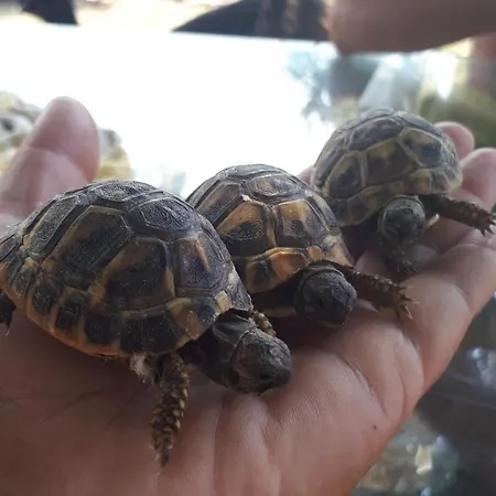 Daire Apartma Marisol Izola