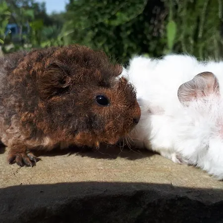 Apartma Marisol * 이졸라