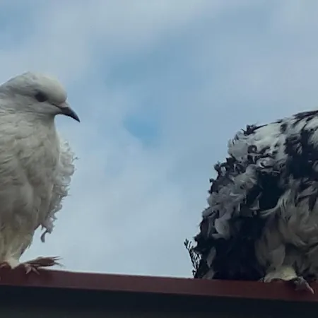 Apartma Marisol 이졸라