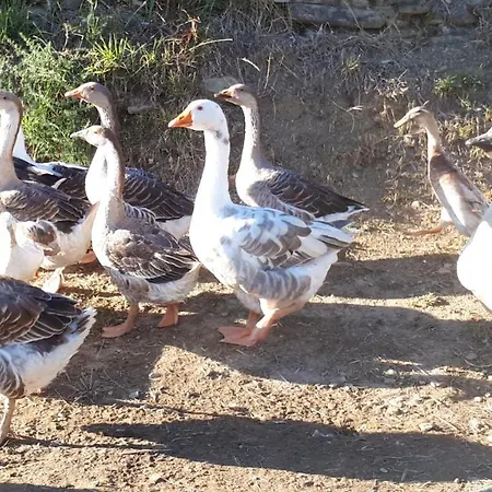 Apartma Marisol 아파트 이졸라