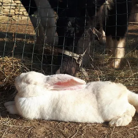 Apartma Marisol * 이졸라