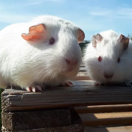 아파트 Apartma Marisol *