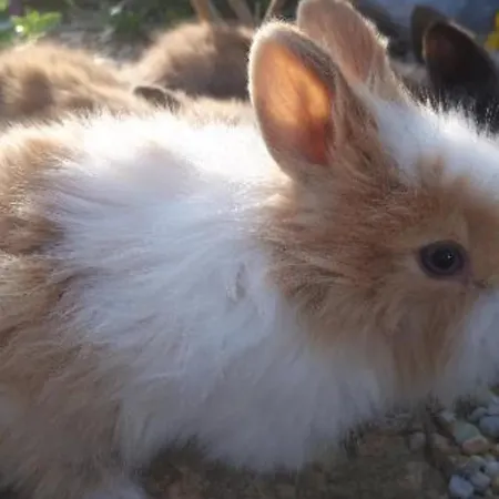 Apartma Marisol 아파트 이졸라