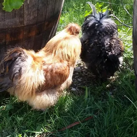 Apartma Marisol 아파트 이졸라