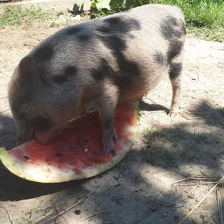 Apartma Marisol 아파트 *