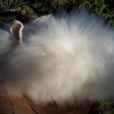 아파트 Apartma Marisol 이졸라