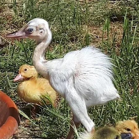 Apartma Marisol 아파트 이졸라