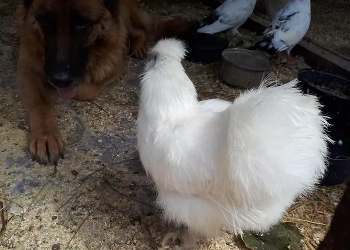 Apartma Marisol Daire *