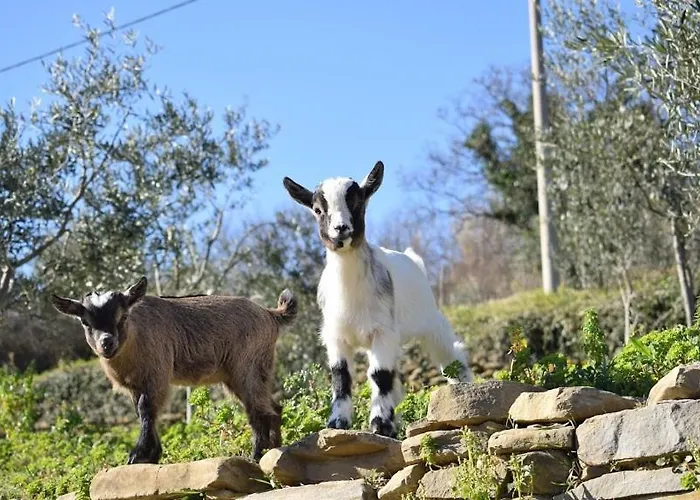 Daire Apartma Marisol