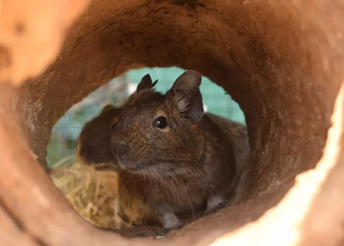 Daire Apartma Marisol Izola