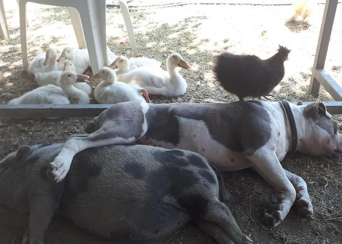 Apartma Marisol * Izola