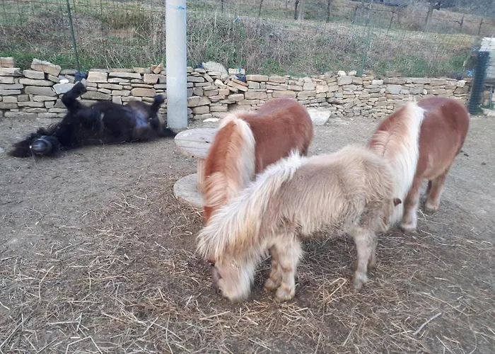 Daire Apartma Marisol