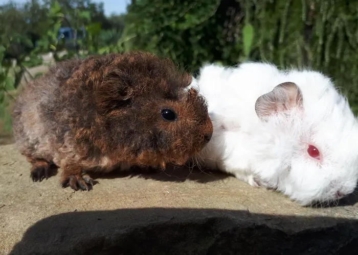 Apartma Marisol * Izola