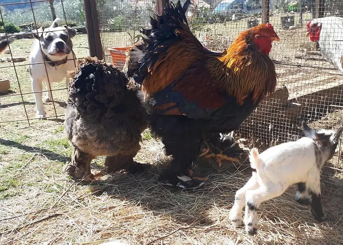 Daire Apartma Marisol