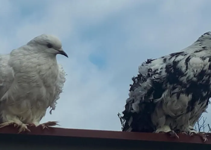 Apartma Marisol Izola