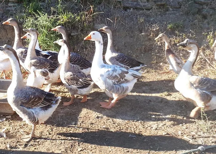 Apartma Marisol Daire Izola