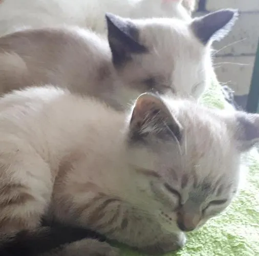 Apartma Marisol Daire