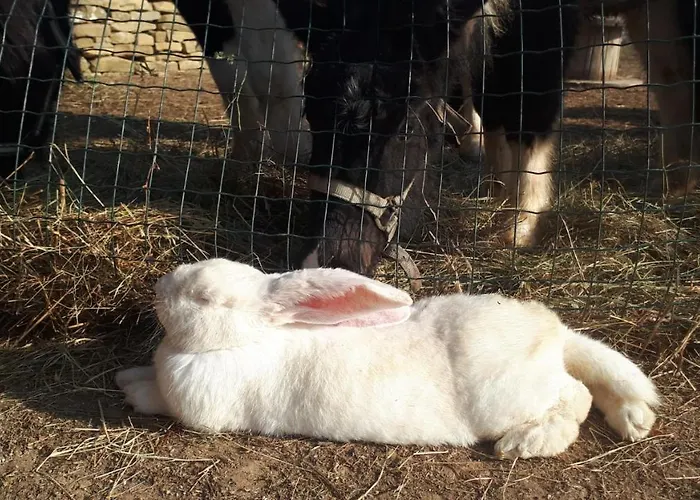 Apartma Marisol * Izola