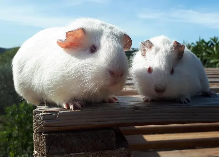 Daire Apartma Marisol *