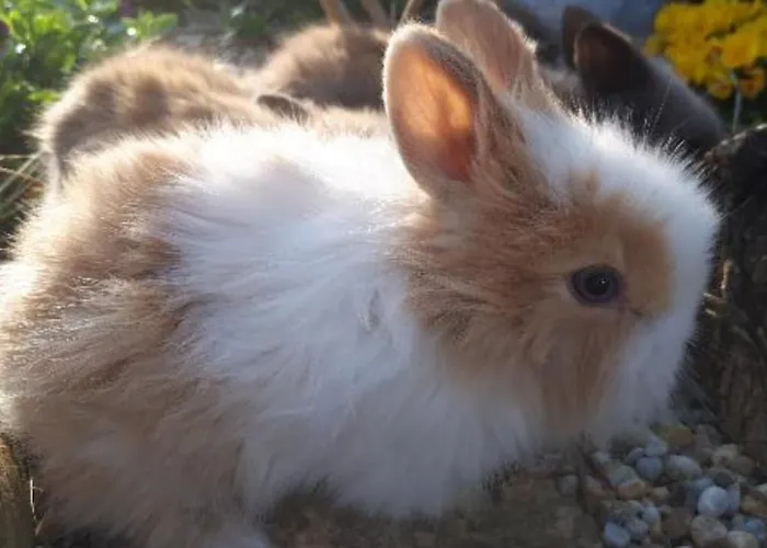 Apartma Marisol Daire Izola