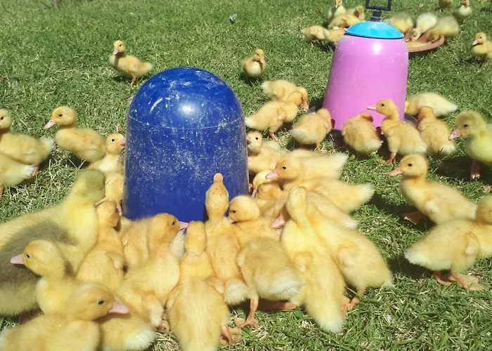 Daire Apartma Marisol *