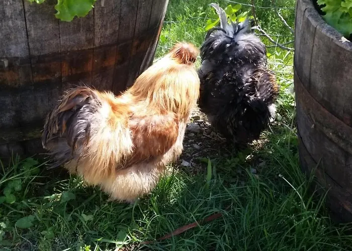 Apartma Marisol Daire Izola