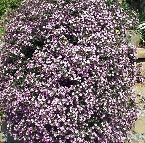 Apartma Marisol Izola