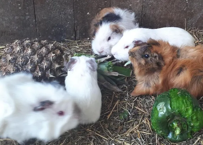 Apartma Marisol Daire *