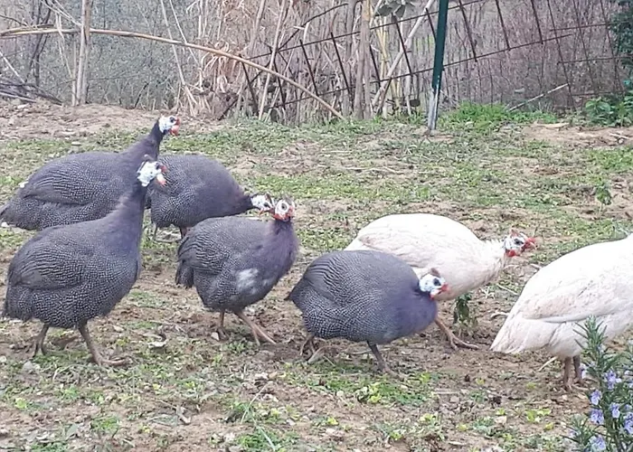 Apartma Marisol * Izola