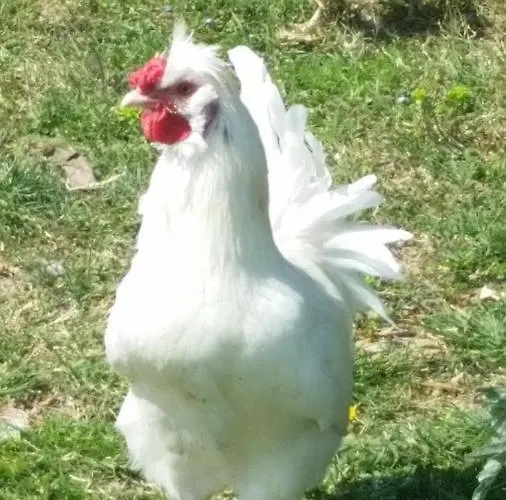 Daire Apartma Marisol *