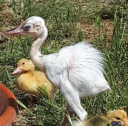 Apartma Marisol Daire Izola